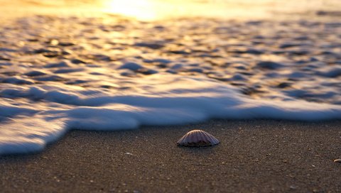 Обои пейзаж, море, песок, пляж, ракушка, landscape, sea, sand, beach, shell разрешение 1920x1200 Загрузить