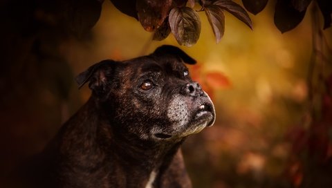 Обои листья, мордочка, взгляд, собака, бультерьер, стаффордширский бультерьер, leaves, muzzle, look, dog, bull terrier, staffordshire bull terrier разрешение 1920x1147 Загрузить
