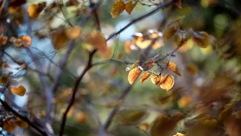 Обои листья, макро, ветки, осень, размытость, leaves, macro, branches, autumn, blur разрешение 1920x1200 Загрузить