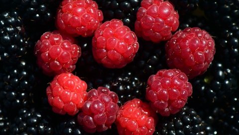 Обои макро, малина, ягоды, ежевика, macro, raspberry, berries, blackberry разрешение 6000x4000 Загрузить