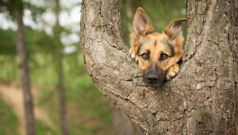 Обои дерево, мордочка, взгляд, собака, немецкая овчарка, tree, muzzle, look, dog, german shepherd разрешение 4130x2678 Загрузить