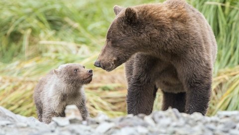 Обои трава, природа, мама, малыш, медведи, grass, nature, mom, baby, bears разрешение 2048x1386 Загрузить