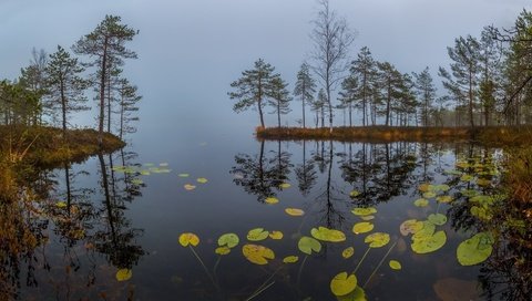 Обои трава, озеро, туман, рассвет, осень, сосны, кувшинки, октябрь, grass, lake, fog, dawn, autumn, pine, water lilies, october разрешение 1920x1080 Загрузить