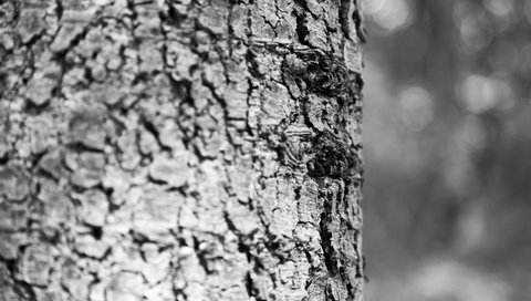 Обои дерево, текстура, чёрно-белое, ствол, кора, древесина, кора дерева, tree, texture, black and white, trunk, bark, wood, tree bark разрешение 5760x3840 Загрузить
