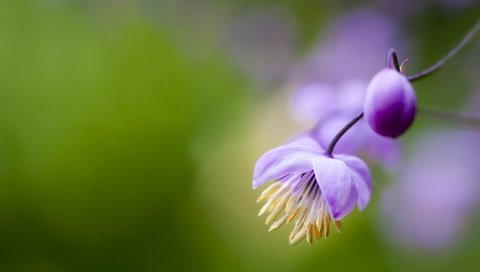 Обои цветы, цветение, тычинки, пыльца, фиолетовые, боке, flowers, flowering, stamens, pollen, purple, bokeh разрешение 2617x1745 Загрузить