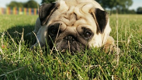 Обои трава, мордочка, взгляд, собака, мопс, grass, muzzle, look, dog, pug разрешение 4608x3456 Загрузить