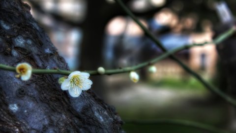 Обои цветы, ветка, цветение, весна, боке, слива, flowers, branch, flowering, spring, bokeh, drain разрешение 3840x2160 Загрузить