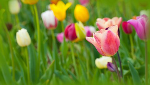 Обои цветы, бутоны, лепестки, весна, тюльпаны, flowers, buds, petals, spring, tulips разрешение 4256x2832 Загрузить