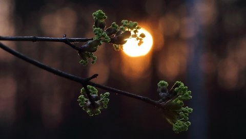 Обои ветка, солнце, листья, закат, весна, почки, branch, the sun, leaves, sunset, spring, kidney разрешение 3840x2560 Загрузить