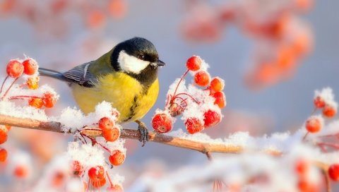 Обои ветка, снег, природа, зима, мороз, иней, птица, ягоды, синица, tit, branch, snow, nature, winter, frost, bird, berries разрешение 2048x1535 Загрузить