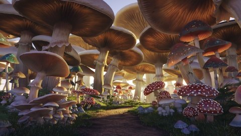 Обои грибы, тропа, mushroom forest, mushrooms, trail разрешение 1920x1080 Загрузить