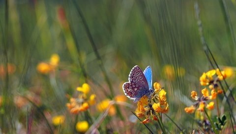 Обои цветы, насекомое, поле, бабочка, крылья, боке, голубянка, flowers, insect, field, butterfly, wings, bokeh, blue разрешение 2048x1152 Загрузить