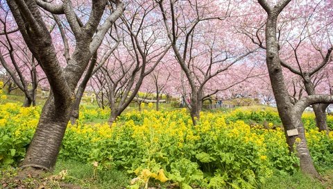 Обои цветы, цветение, парк, весна, сакура, flowers, flowering, park, spring, sakura разрешение 4000x2670 Загрузить