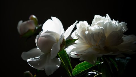 Обои свет, цветы, букет, пион, пионы, белые пионы, light, flowers, bouquet, peony, peonies разрешение 2112x1188 Загрузить