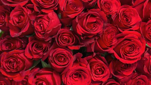 Обои цветы, бутоны, розы, лепестки, красные, flowers, buds, roses, petals, red разрешение 4256x2832 Загрузить
