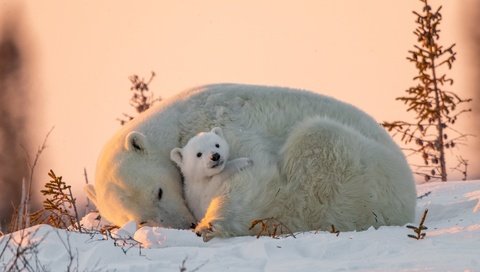 Обои снег, природа, животные, хищники, детеныш, медвежонок, белые медведи, медведица, snow, nature, animals, predators, cub, bear, polar bears разрешение 3072x2048 Загрузить