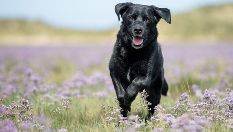 Обои цветы, собака, луг, прогулка, боке, лабрадор-ретривер, flowers, dog, meadow, walk, bokeh, labrador retriever разрешение 2048x1365 Загрузить