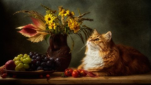 Обои цветы, кувшин, виноград, помидоры, кот, натюрморт, кошка, взгляд, темный фон, букет, мордашка, рыжий, red, flowers, pitcher, grapes, tomatoes, cat, still life, look, the dark background, bouquet, face разрешение 1920x1338 Загрузить