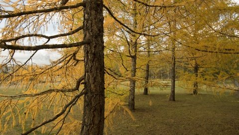 Обои деревья, природа, trees, nature разрешение 3840x2160 Загрузить