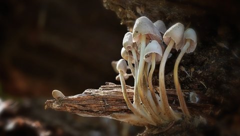 Обои фон, грибы, background, mushrooms разрешение 3840x2160 Загрузить