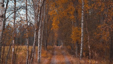 Обои лес, осень, forest, autumn разрешение 2048x1152 Загрузить