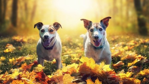 Обои листья, осень, собаки, leaves, autumn, dogs разрешение 3840x2160 Загрузить