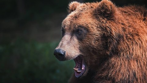 Обои морда, медведь, зверь, face, bear, beast разрешение 2048x1367 Загрузить