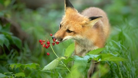 Обои морда, трава, зелень, поза, рыжая, лиса, ягоды, нюхает, face, grass, greens, pose, red, fox, berries, sniffing разрешение 3840x2560 Загрузить