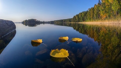 Обои озеро, лес, листья, отражение, осень, финляндия, lake, forest, leaves, reflection, autumn, finland разрешение 2560x1440 Загрузить