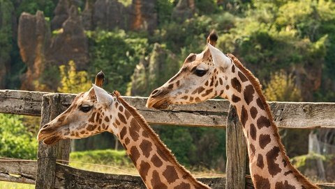 Обои природа, пара, жираф, жирафы, nature, pair, giraffe, giraffes разрешение 5568x3712 Загрузить