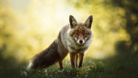 Обои природа, взгляд, лиса, боке, nature, look, fox, bokeh разрешение 2000x1345 Загрузить