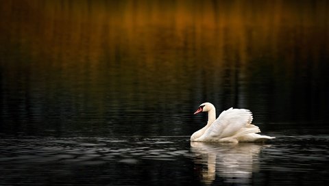 Обои вода, водоем, птица, темный фон, плавание, лебедь, боке, water, pond, bird, the dark background, swimming, swan, bokeh разрешение 2000x1339 Загрузить