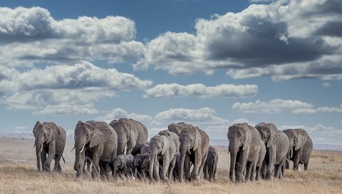 Обои африка, слоны, africa, elephants разрешение 3840x2160 Загрузить