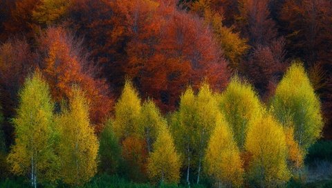 Обои деревья, природа, лес, осень, trees, nature, forest, autumn разрешение 2048x1367 Загрузить