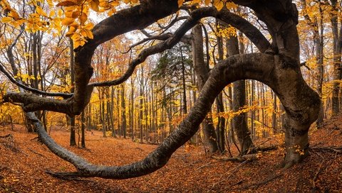 Обои деревья, природа, листья, осень, trees, nature, leaves, autumn разрешение 2000x1202 Загрузить