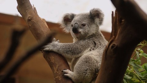 Обои сук, дерево, коала, поза, мордочка, ветки, взгляд, сидит, лапки, зоопарк, bitches, tree, koala, pose, muzzle, branches, look, sitting, legs, zoo разрешение 2560x1704 Загрузить