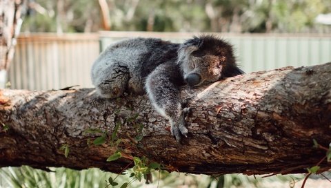 Обои дерево, сон, спит, коала, tree, sleep, sleeping, koala разрешение 1920x1080 Загрузить