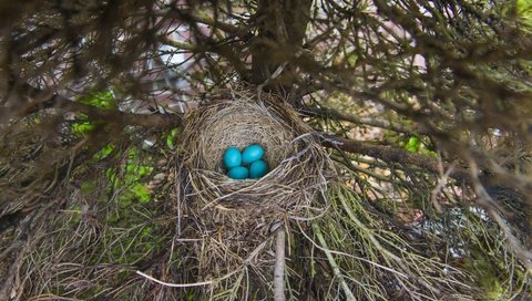 Обои дерево, ветки, ель, яйца, гнездо, кладка, четыре, tree, branches, spruce, eggs, socket, masonry, four разрешение 6584x4394 Загрузить