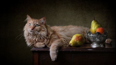 Обои фон, кот, рыжий, груши, background, cat, red, pear разрешение 2048x1350 Загрузить