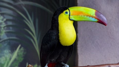 Обои фон, птица, тукан, клюв, оперение, background, bird, toucan, beak, tail разрешение 3840x2563 Загрузить