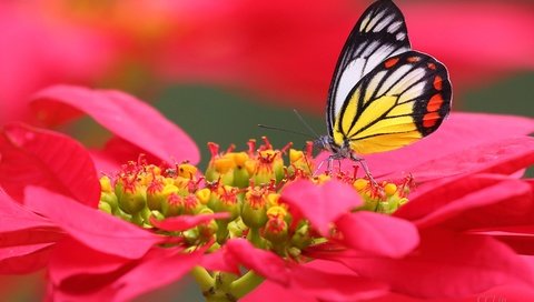 Обои макро, цветок, бабочка, macro, flower, butterfly разрешение 4096x2731 Загрузить