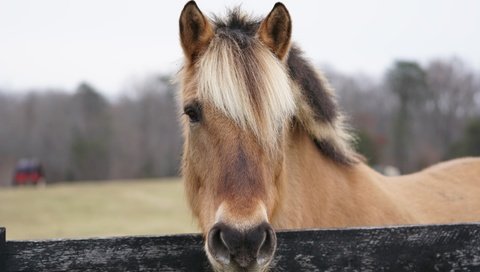 Обои морда, лошадь, портрет, ограждение, конь, грива, face, horse, portrait, the fence, mane разрешение 6000x4000 Загрузить