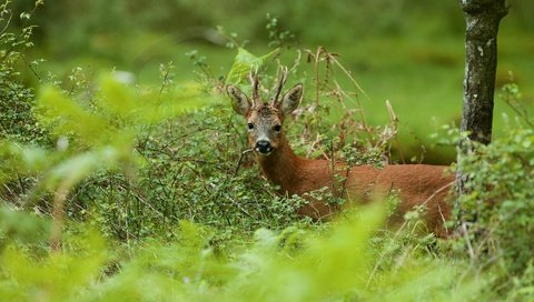 Обои природа, олень, ветки, взгляд, косуля, трапеза, nature, deer, branches, look, roe, meal разрешение 2880x1911 Загрузить