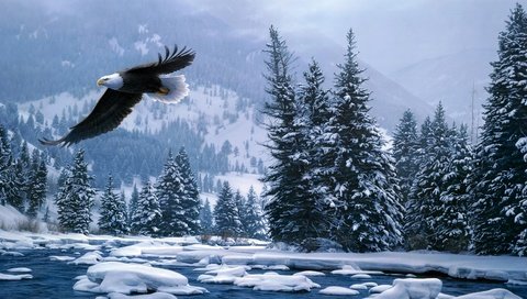 Обои снег, лес, зима, полет, белоголовый орлан, daniel smith, snow, forest, winter, flight, bald eagle разрешение 4416x2205 Загрузить