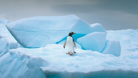 Обои снег, ледник, природа, льдина, зима, лёд, айсберг, птица, пингвин, антарктида, snow, glacier, nature, floe, winter, ice, iceberg, bird, penguin, antarctica разрешение 2000x1255 Загрузить