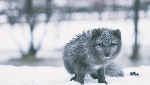 Обои снег, зима, взгляд, серый, сугробы, песец, snow, winter, look, grey, the snow, fox разрешение 3840x2632 Загрузить