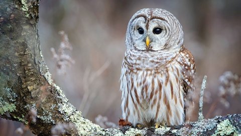 Обои сова, дерево, фон, взгляд, птица, кора, неясыть, owl, tree, background, look, bird, bark разрешение 2560x1440 Загрузить