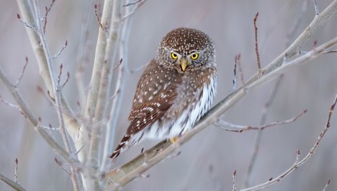 Обои сова, фон, ветки, взгляд, птица, сыч, owl, background, branches, look, bird разрешение 2400x1600 Загрузить