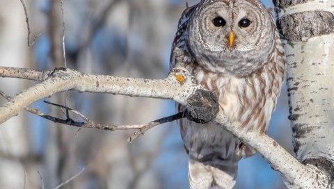 Обои сова, ветка, дерево, птица, береза, боке, пестрая неясыть, owl, branch, tree, bird, birch, bokeh, a barred owl разрешение 2048x1366 Загрузить