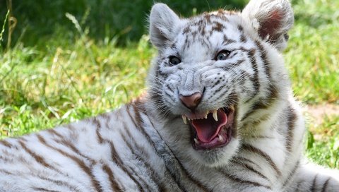 Обои тигр, белый, тигренок, пасть, рык, tiger, white, mouth, roar разрешение 2880x2057 Загрузить